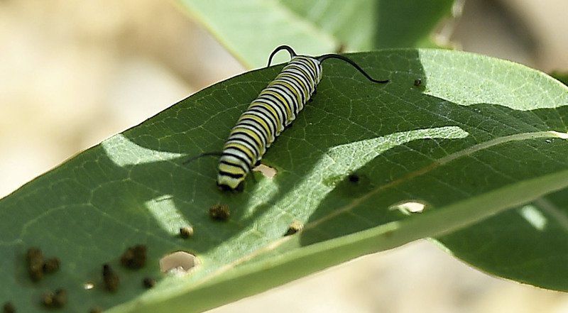 MDC plans first Monarch Festival to increase awareness of butterfly in Joplin